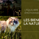 Les bienfaits de la nature sur votre équilibre émotionnel