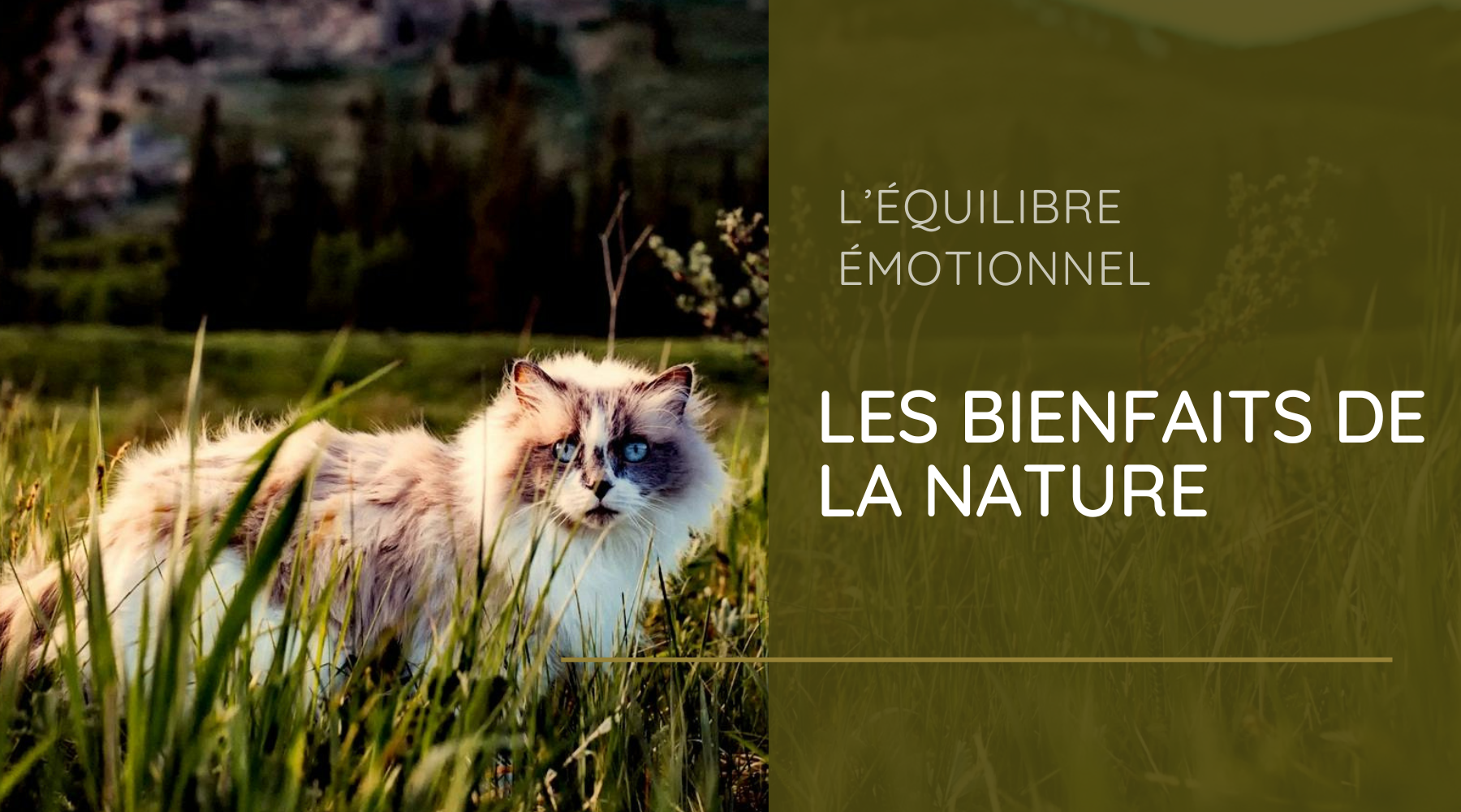 Les bienfaits de la nature sur votre équilibre émotionnel